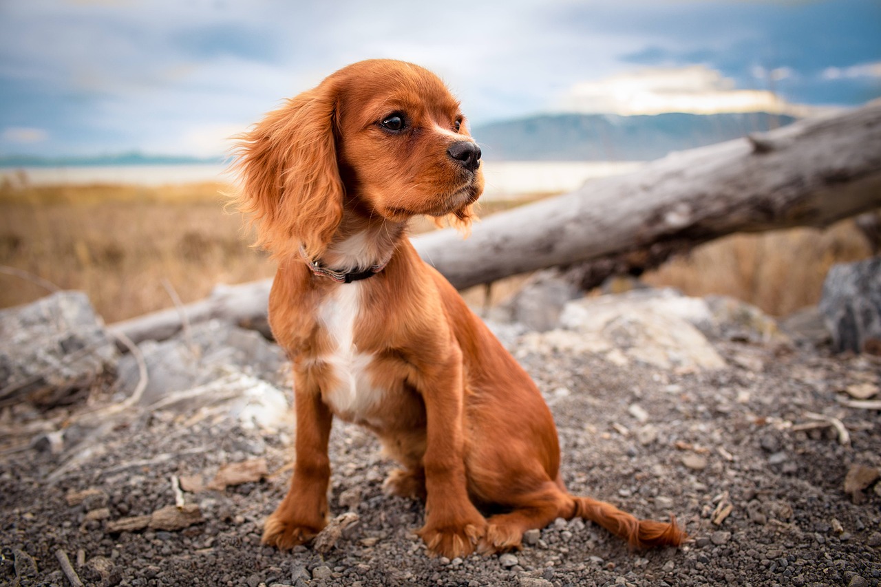 The Importance of Nutrition for Growing Puppies